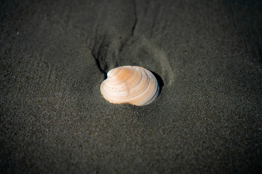 a shell on the sand of a beach